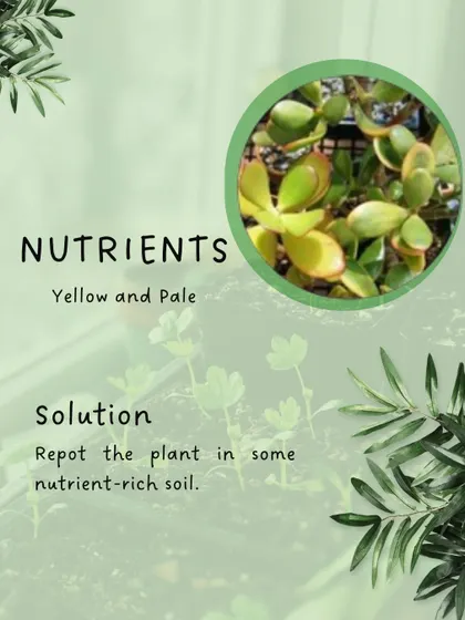 Pale or yellowing leaves are a classic sign of nutrient deficiency. This is a reminder that a dose of fresh, nutrient-rich soil is often the best remedy.