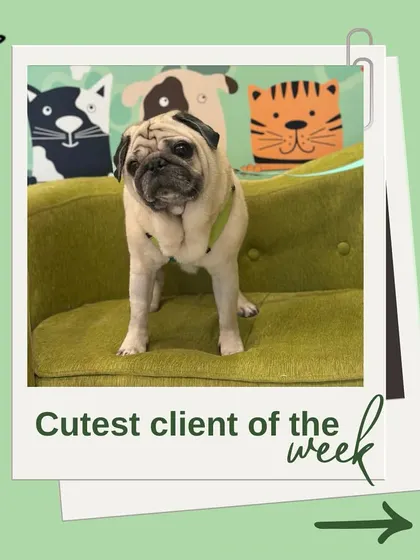 This charming Pug is one of our cutest clients of the week. His expressive face and neat coat make him a true star.