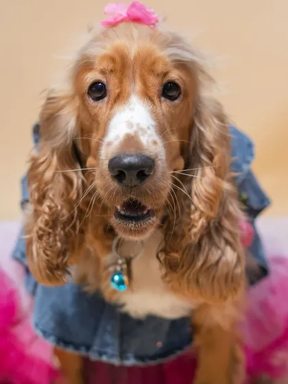 A close-up portrait showing the sweet expression of October the Cocker Spaniel in her birthday outfit. I focus on capturing those soulful eyes and unique facial expressions that you love.