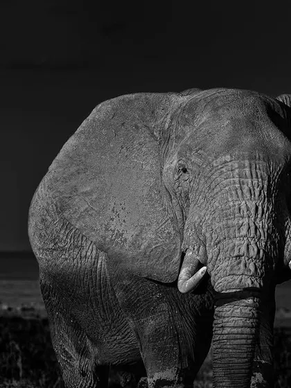 This is a memory from Amboseli, Africa. While waiting for the classic shot of an elephant against Kilimanjaro, this magnificent bull decided to walk directly towards our vehicle. In this black and white frame, I wanted to capture his sheer presence and the intelligence in his eyes.