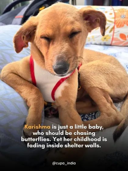 This is Karishma, a little baby who should be chasing butterflies in a garden, not watching her childhood fade away inside shelter walls. She is waiting for a family to give her the puppyhood she deserves.