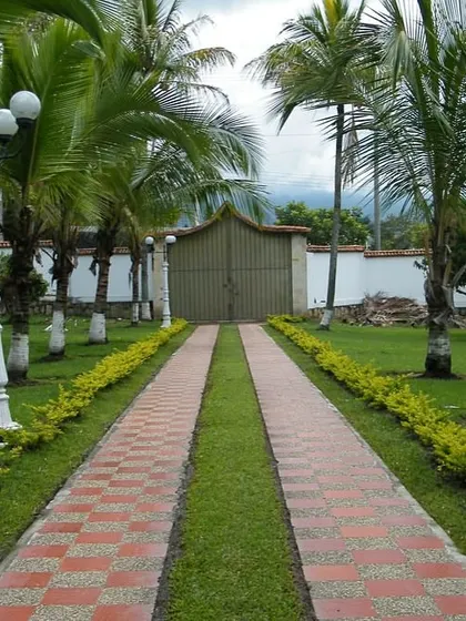 A classic and elegant entrance featuring a dual-track paved driveway bordered by lush green grass and neat yellow-green hedges. The symmetrical planting of palm trees adds a formal and stately feel to the property.