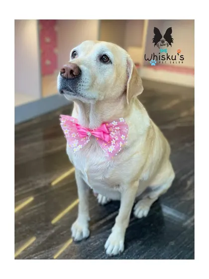 Zoey posing beautifully after her spa day. She is a perfect model.