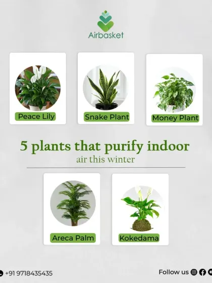 Let nature do the cleaning for you. Here are five of my favorite plants like the Peace Lily, Snake Plant, and Money Plant that are proven to purify indoor air, keeping your home fresh and healthy, especially during winter.