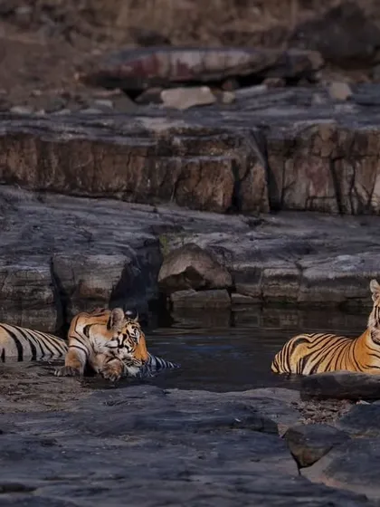 A family portrait of P151 and her cubs at the waterhole, a moment of peace.