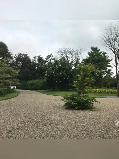 A young tree planted as an island in the gravel driveway acts as a natural traffic calmer and a sculptural focal point. This technique breaks up the large expanse of the driveway and adds visual interest.