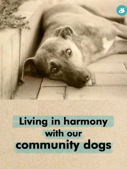 Living in harmony with our community dogs is not just possible, it's necessary. This post serves as a title card for a series of tips on how to coexist with compassion and understanding.
