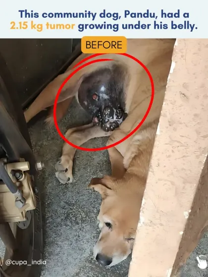 This community dog, Pandu, had a 2.15 kg tumor growing under his belly. This is how he looked when he was found, unable to rest comfortably.