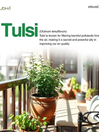 Tulsi, or Holy Basil, is a sacred and powerful ally in improving air quality. It is well-known for its ability to filter harmful pollutants from the air.