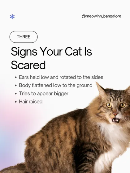 Recognizing the signs of fear, like flattened ears and a low body posture, is key to helping a cat feel safe. I am an expert at managing feline stress.