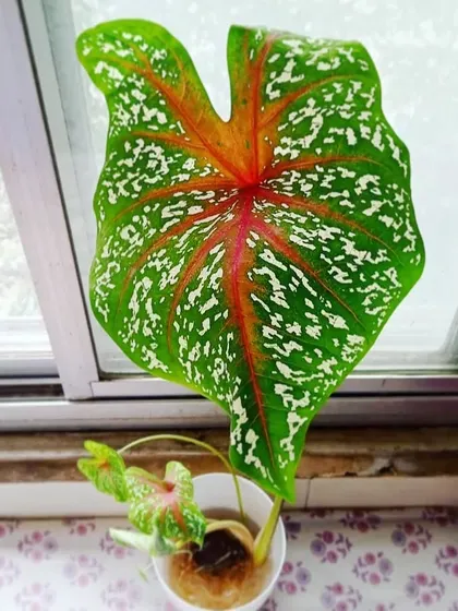 We're experimenting with growing this Caladium in water. It's a great way to enjoy their stunning leaves indoors without worrying about soil.