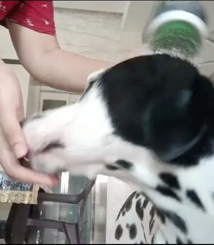 Coco the Dalmatian, who we trained online for aggression, calmly accepting his muzzle. This progress is a result of his owner's incredible dedication.