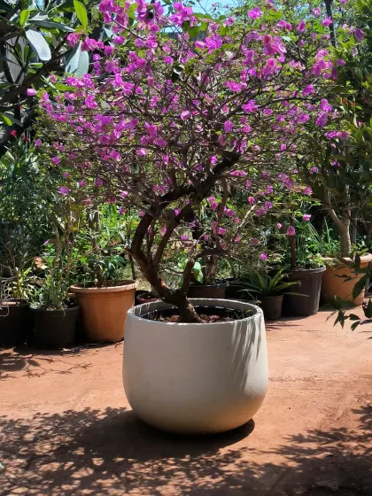 A beautiful Bougainvillea with a wonderfully shaped trunk, ready for its new home. We always recommend rotating your plants so they get even light and grow strong from all sides.