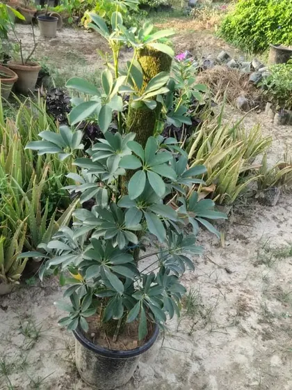 A large Schefflera or Umbrella Tree growing on a moss pole. These are great as larger, floor-standing indoor trees.