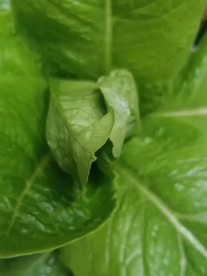 A close-up of a Romaine lettuce head, freshly harvested from one of our pods. The leaves are crisp, clean, and ready to eat.