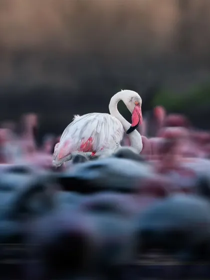 Using a slow shutter speed, I captured the motion of the flamingo flock with one individual in sharp focus. This technique creates a dynamic sense of movement and energy.