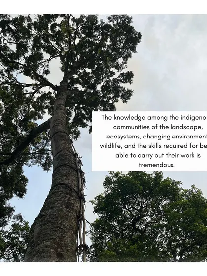 A traditional ladder made of vines, showcasing the resourcefulness and knowledge of the indigenous honey harvesters.