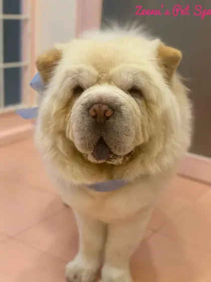 This fluffy Chow Chow is all smiles. Grooming this breed requires expertise in handling their dense fur to prevent matting and ensure they are comfortable.