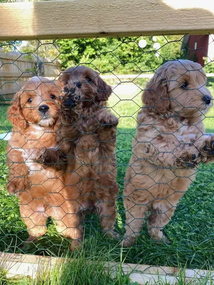 Three curious puppies peering through a fence, eager to see what's happening. They are social and inquisitive from a young age.