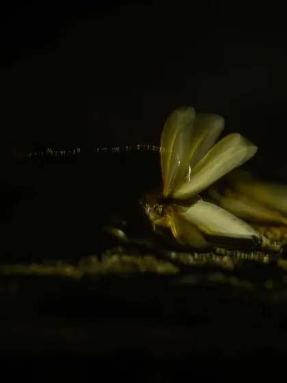 The circle of life: a termite swarm provides a feast for predators like frogs, showcasing the delicate balance of the ecosystem.