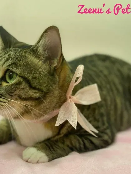 Here is another lovely shot of Meeka, showing off her pristine, striped coat and clean white paws. A regular spa day keeps short-haired cats like her comfortable and looking their absolute best.
