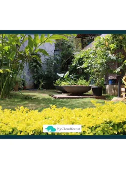 I use color strategically to draw the eye and create a cheerful atmosphere. The bright yellow flowers in the foreground of this garden provide a vibrant contrast to the deep greens of the lawn and background foliage.