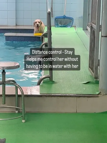 Distance control is another key skill. Here, Phoebe holds a "stay" at the edge of the pool, which allows me to control her without having to be in the water with her.
