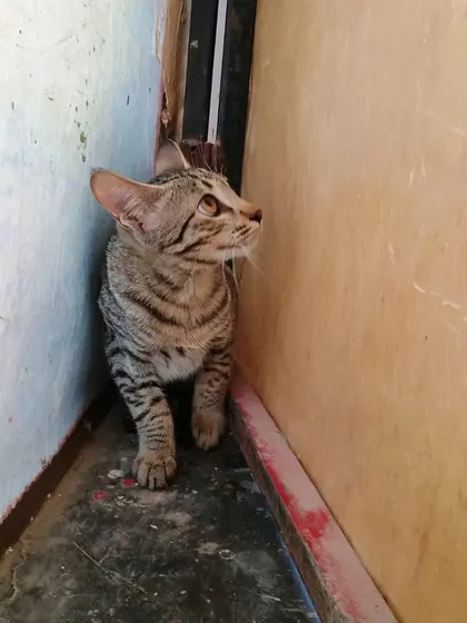 Missy cautiously exploring a new space. She is a smart and independent cat who also enjoys a good cuddle session once she gets to know you.