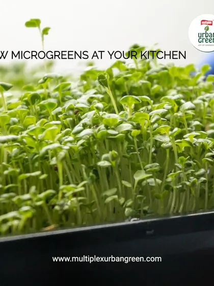 Microgreens are a quick and easy way to add a punch of flavor and nutrition to your diet. These tiny sprouts, shown here growing in a tray, can be easily grown right in your kitchen for the freshest possible greens.