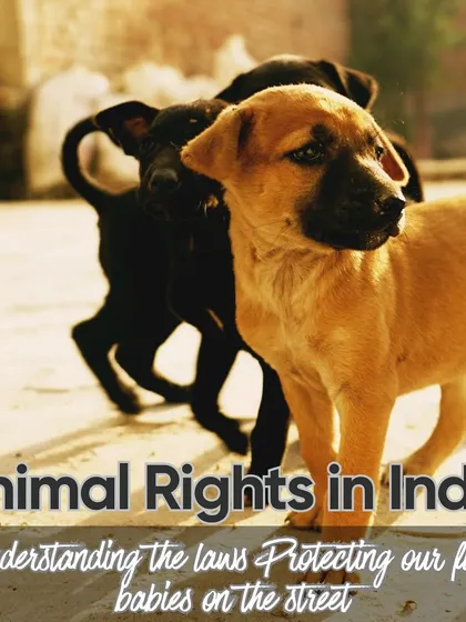 Understanding the laws that protect our fur babies on the street is the first step to becoming their advocate. We collaborate with partners like Doggie Bazaar to spread awareness about animal rights in India.