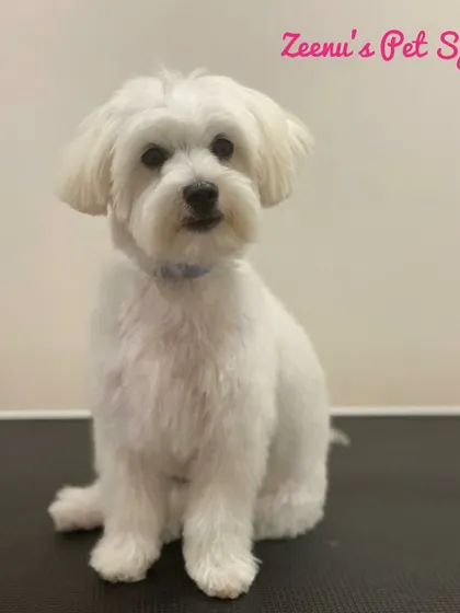 This lovely white Maltese has a neat and practical haircut, perfect for an active lifestyle while still looking cute and clean.