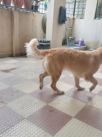 A happy Golden Retriever walking around after its grooming. A clean pet is a comfortable pet.