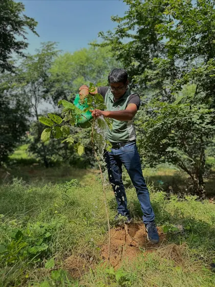 A volunteer waters a young, growing sapling at Ghata Bundh, a site where the air now hums with the sound of bees and birds.