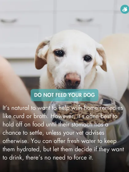 When your dog has diarrhea, it's often best to withhold food for a few hours to let their stomach settle. This tip advises against giving home remedies like curd or broth immediately, unless your vet says otherwise.