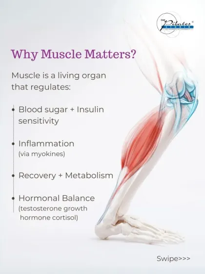 Detailing why muscle matters: it's a living organ that regulates blood sugar, inflammation, metabolism, and hormonal balance.