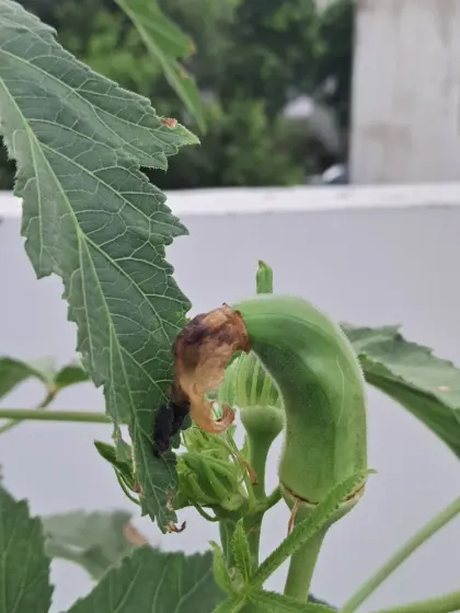 Sometimes, vegetables grow in unique shapes, like this curved ladyfinger. This is a normal part of gardening, and I can help you identify what causes these interesting results.