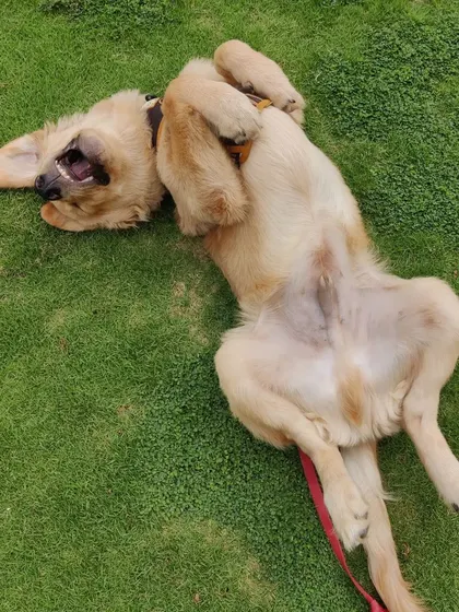 A classic happy dog pose from Hope. Belly rubs were definitely requested and given!