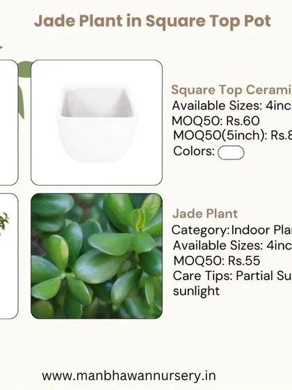 Here is a complete breakdown of our Jade Plant and square top ceramic pot combo. This image shows the available sizes and bulk pricing, making it easy to plan your corporate gifting budget for this popular indoor plant.