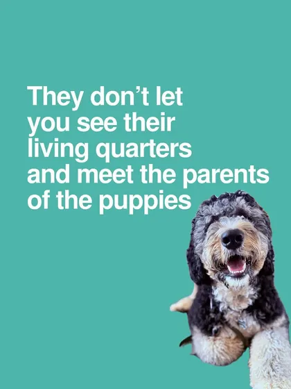 Run away if a breeder won't let you see the living quarters or meet the puppy's parents. Transparency is key to responsible breeding.