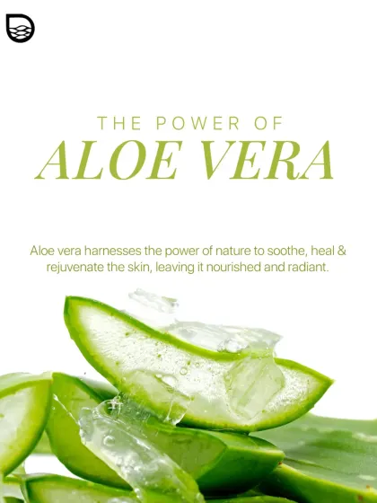 Aloe vera is a powerful natural ingredient known for its ability to soothe, heal, and rejuvenate the skin, leaving it nourished and hydrated.