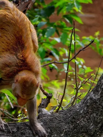 A monkey climbs down a tree, its body showing agility and strength.