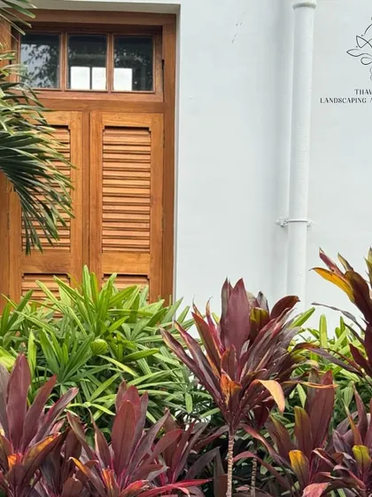 The striking, deep red foliage of Cordyline plants provides a bold color contrast against the green palms and a white wall.