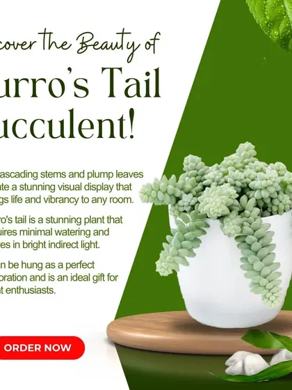 The Burro's Tail is a stunning trailing succulent that looks fantastic in hanging baskets or on a shelf. It's a unique, low-water plant that makes a memorable and visually interesting gift for any plant enthusiast.