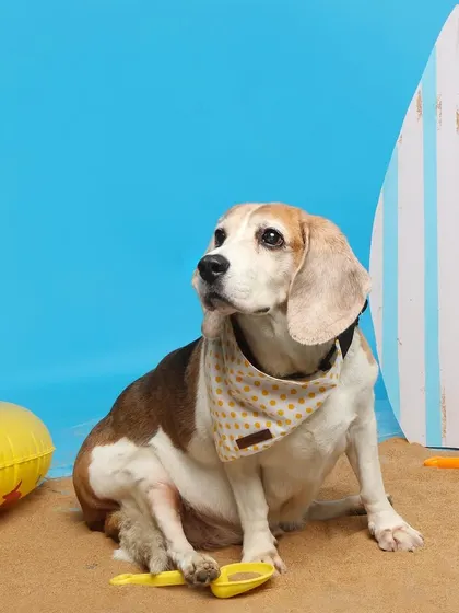 This sweet beagle is enjoying a quiet moment on the indoor beach set. The combination of the surfboard, sand, and floatie creates a perfect summer vibe any time of year.
