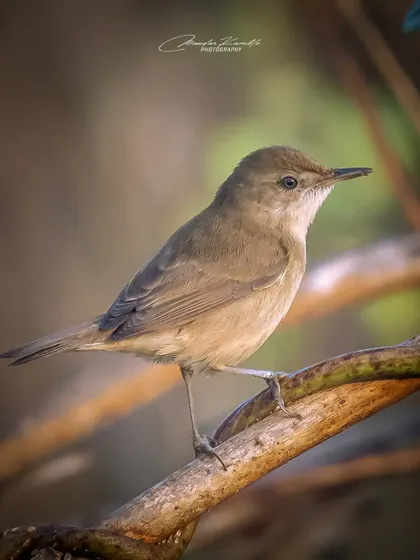 A Blyth's Reed Warbler, a classic "little brown job" that can be hard to identify. A clear portrait like this is essential for birders and shows attention to detail.