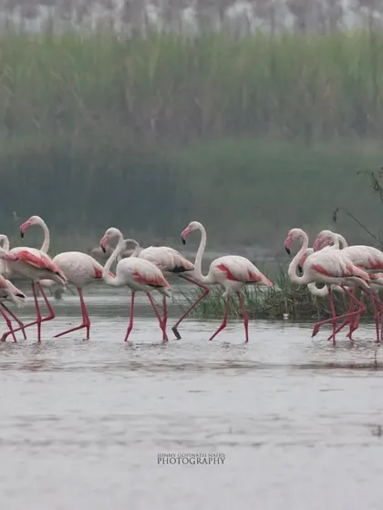 A flock of Greater Flamingos wades through the misty waters of a wetland. Their pink plumage adds a splash of color to the serene landscape.