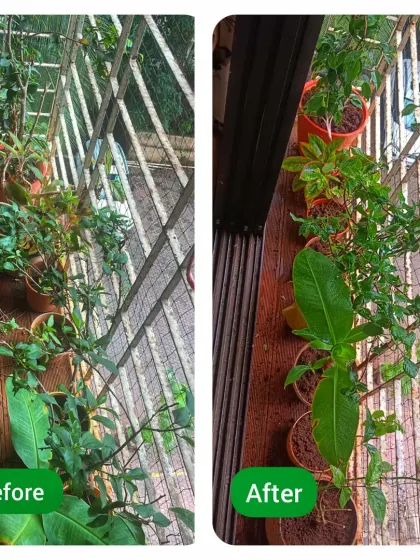 See the difference our expert care makes. This is a perfect example of how we revive and rejuvenate balcony plants, transforming a dull space into a vibrant green corner. This is our most popular plant maintenance service in Mumbai.