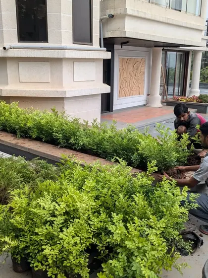 Our team adds new shrubs to an existing garden bed, carefully placing them to create a full, lush look.