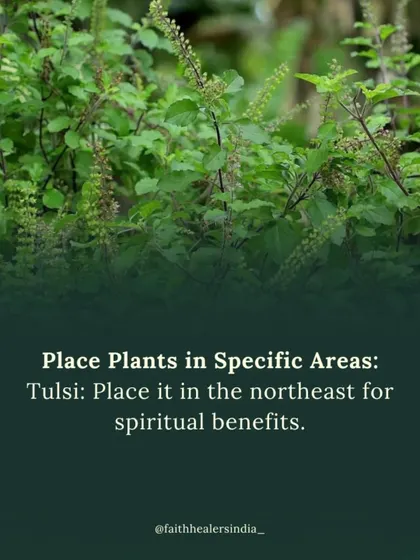 Tulsi (Holy Basil) is a sacred plant with immense purifying energy. Placing it in the northeast corner of your home brings spiritual benefits and cleanses the environment.