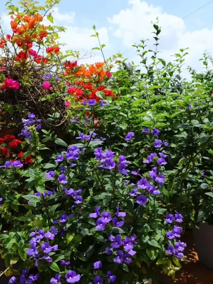 A dense and colorful arrangement of potted plants on a terrace, featuring vibrant orange Bougainvillea next to purple Blue Daze flowers for a high-contrast look.